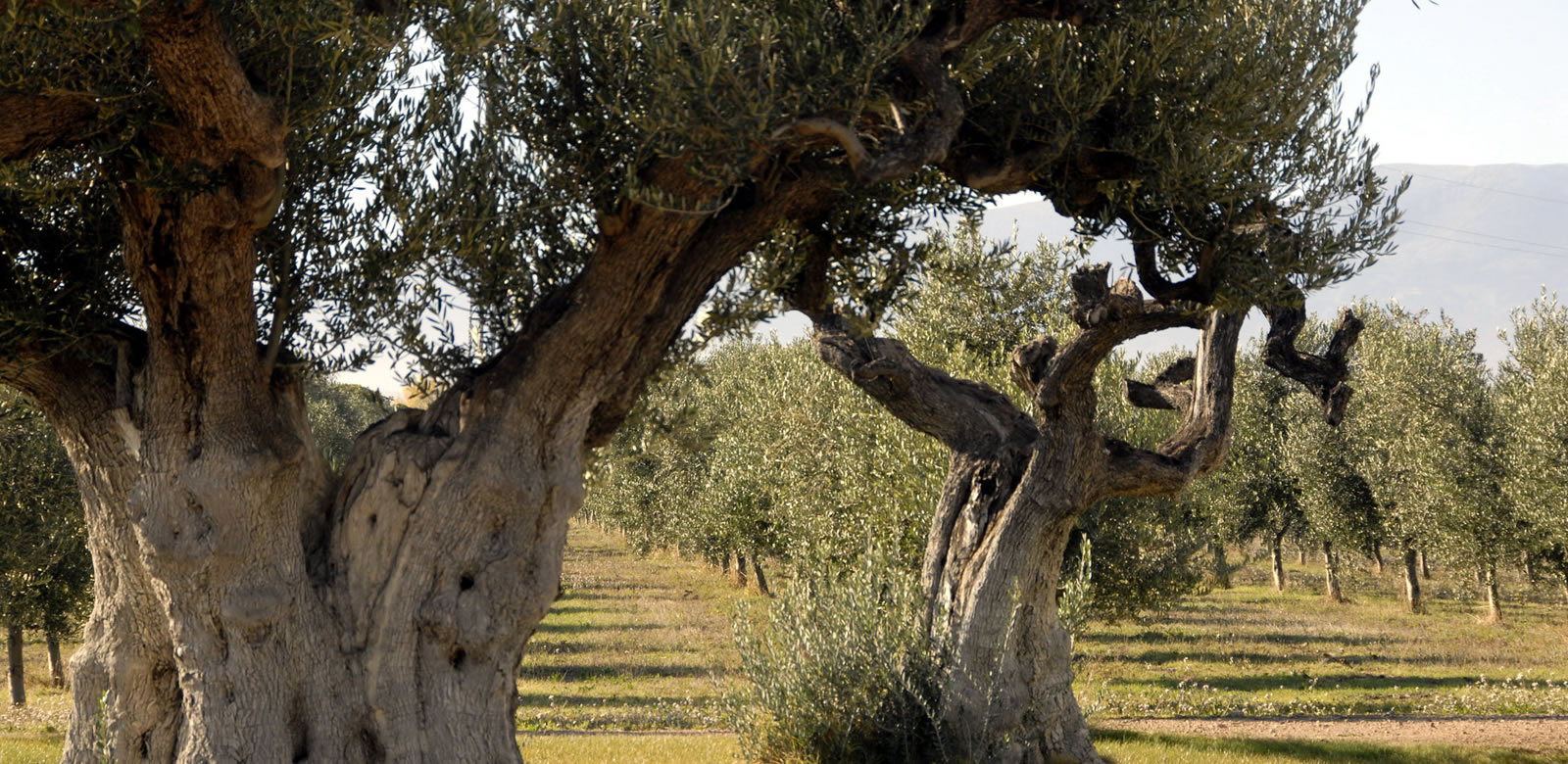 Más agua para el olivar andaluz, NAVARRO FILTROS y CALDERERÍA